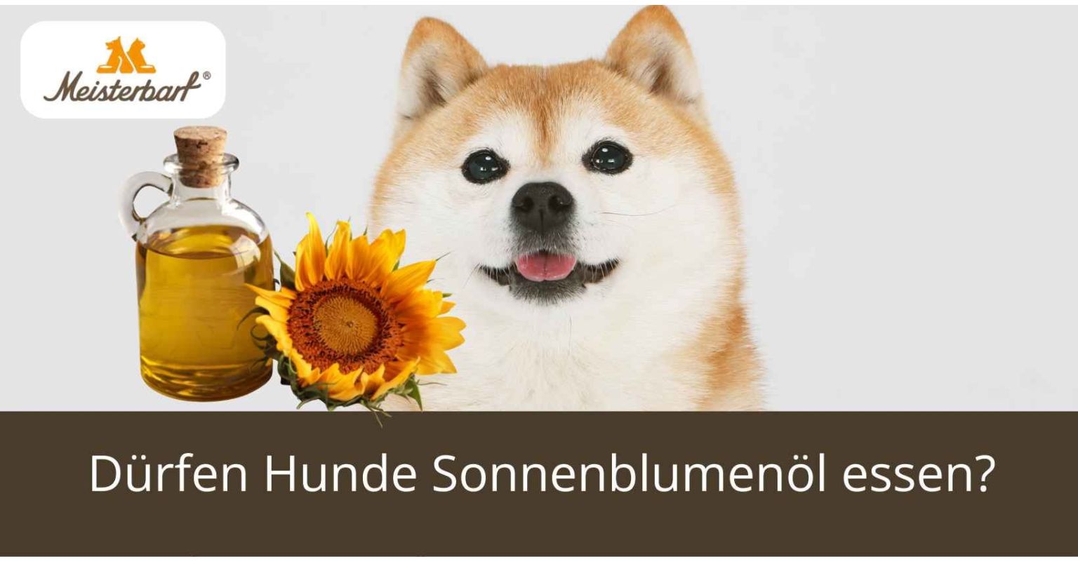 Auf dem Bild ist ein Hund zu sehen. Neben dem Hund befindet sich Sonnenblumenöl. 