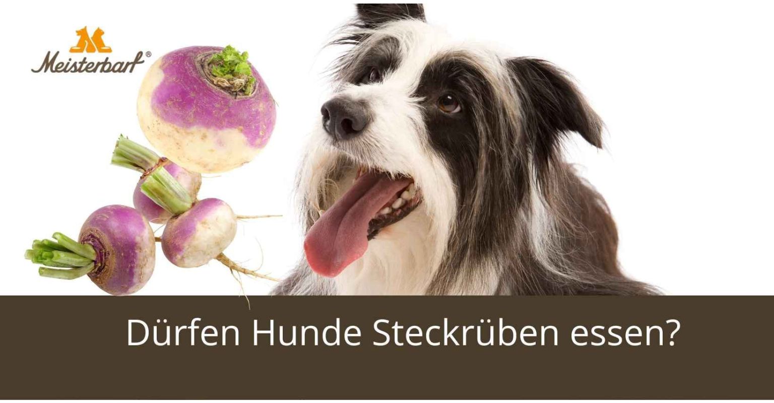 Dürfen Hunde Steckrüben essen?