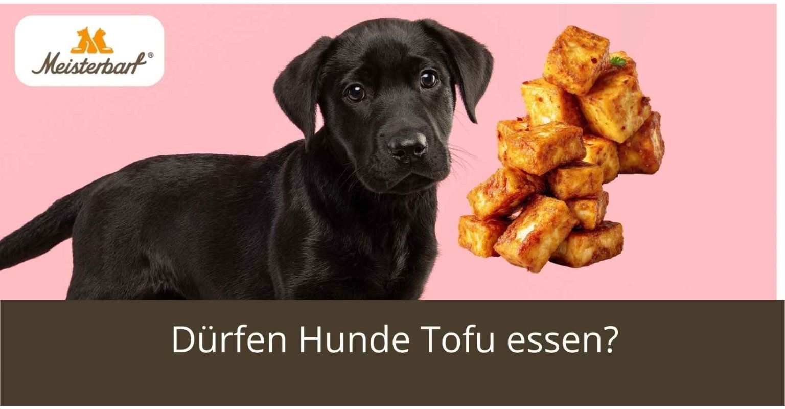 Dürfen Hunde Tofu essen?