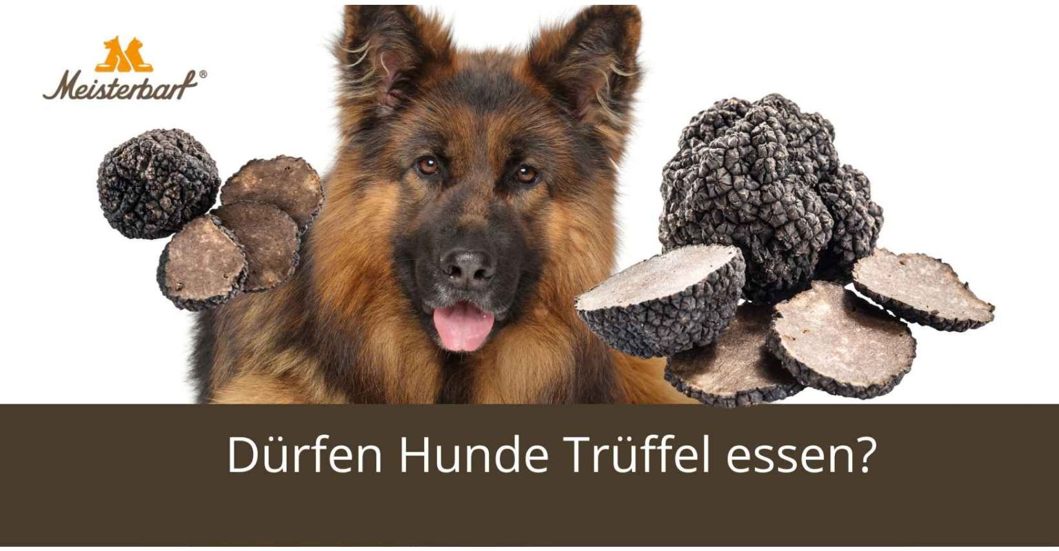 Dürfen Hunde Trüffel essen?
