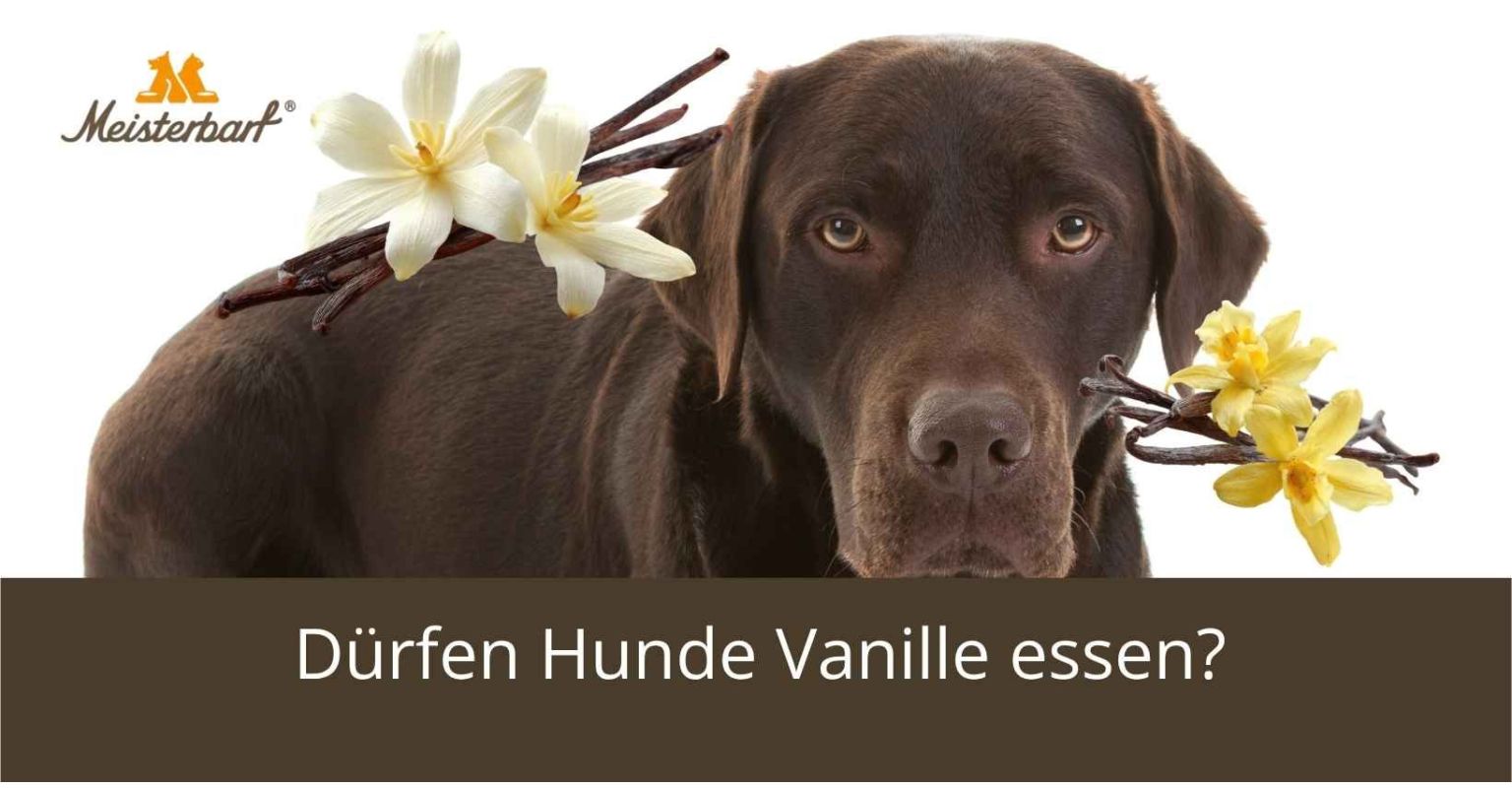 Dürfen Hunde Vanille essen?