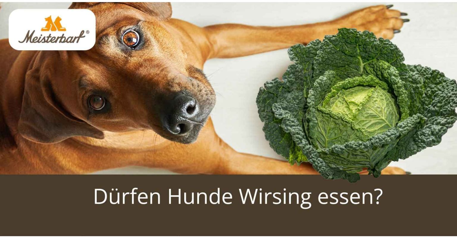 Dürfen Hunde Wirsing essen?