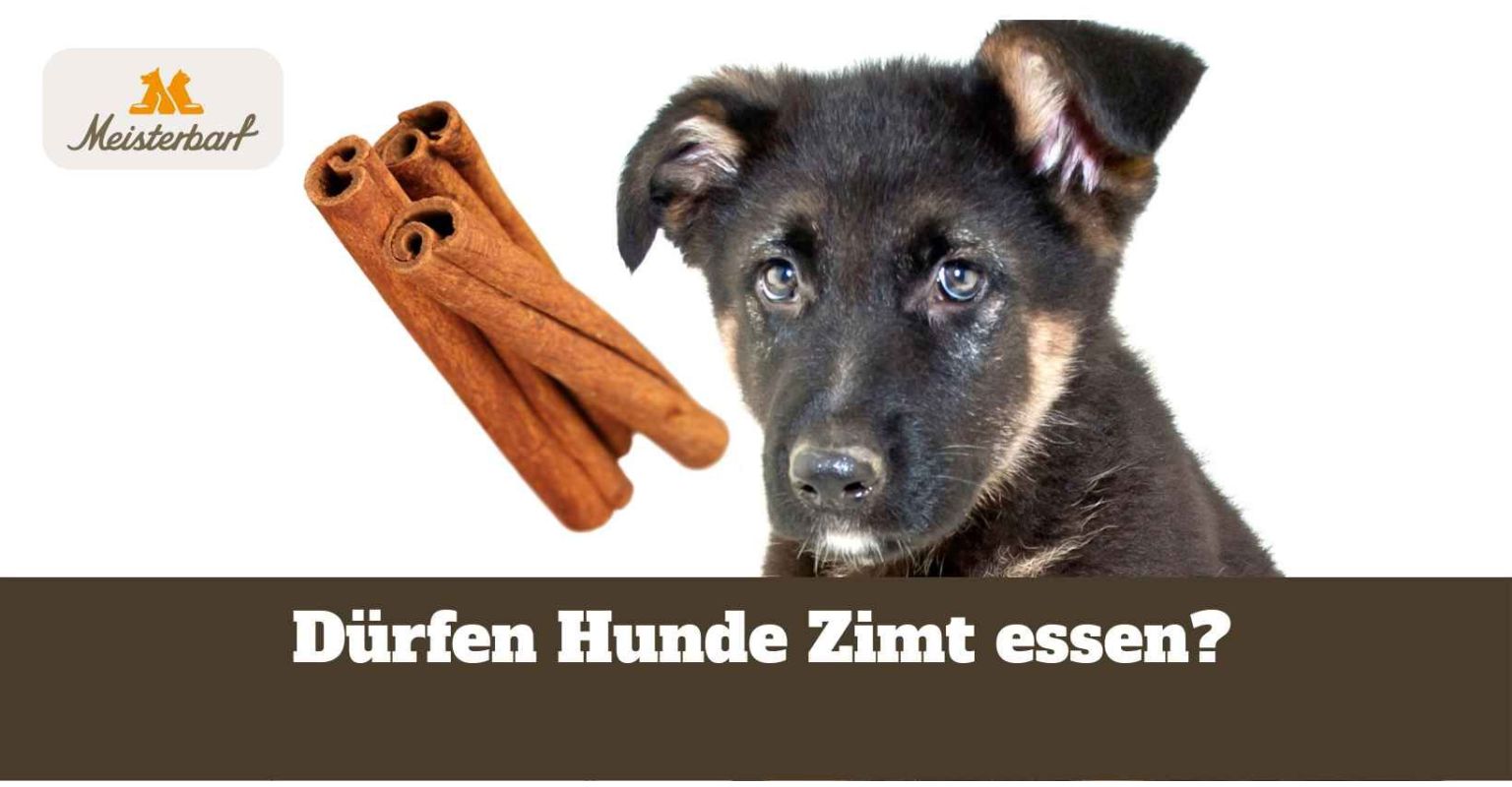 Dürfen Hunde Zimt essen?