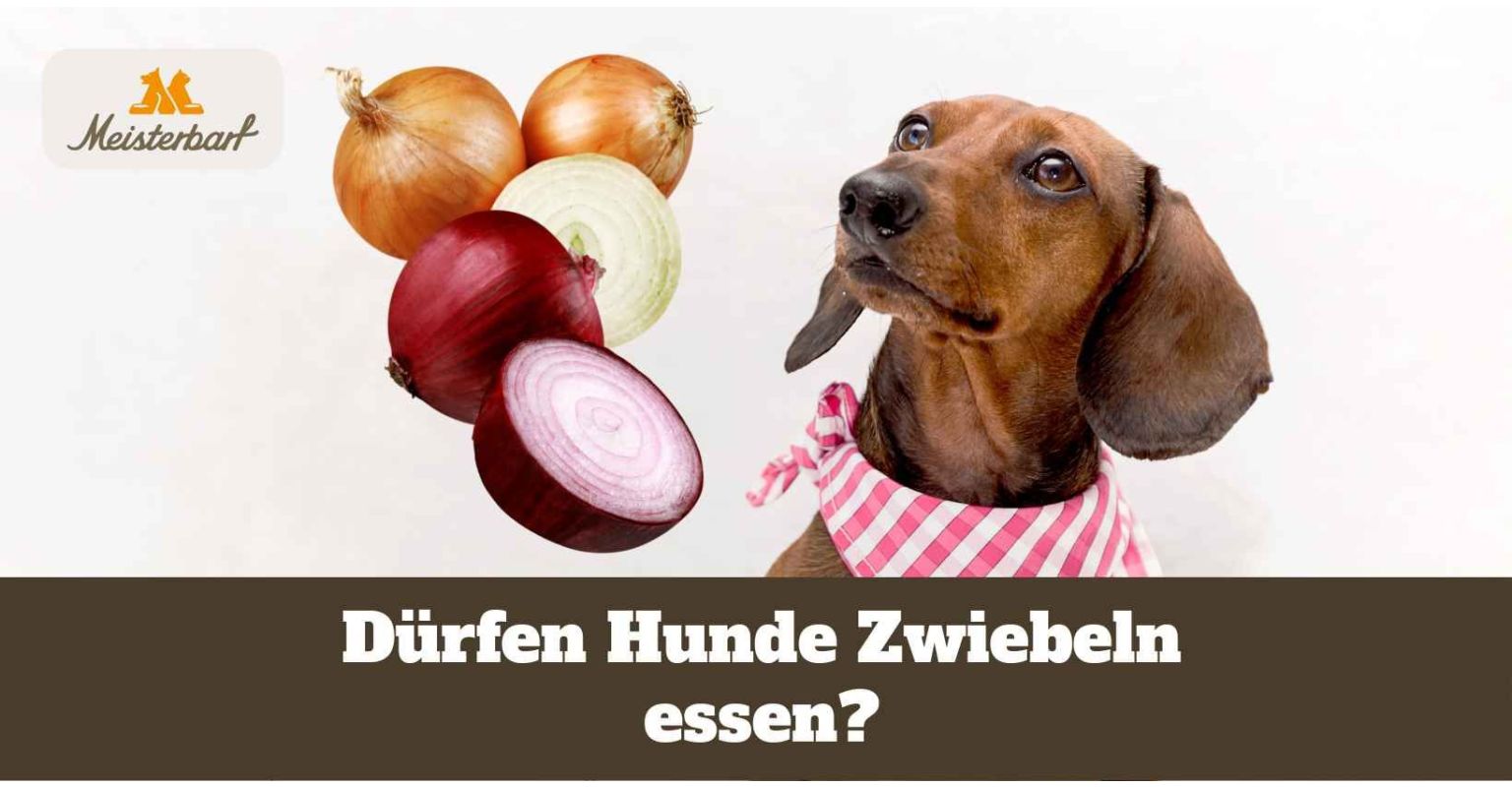 Dürfen Hunde Zwiebeln essen?