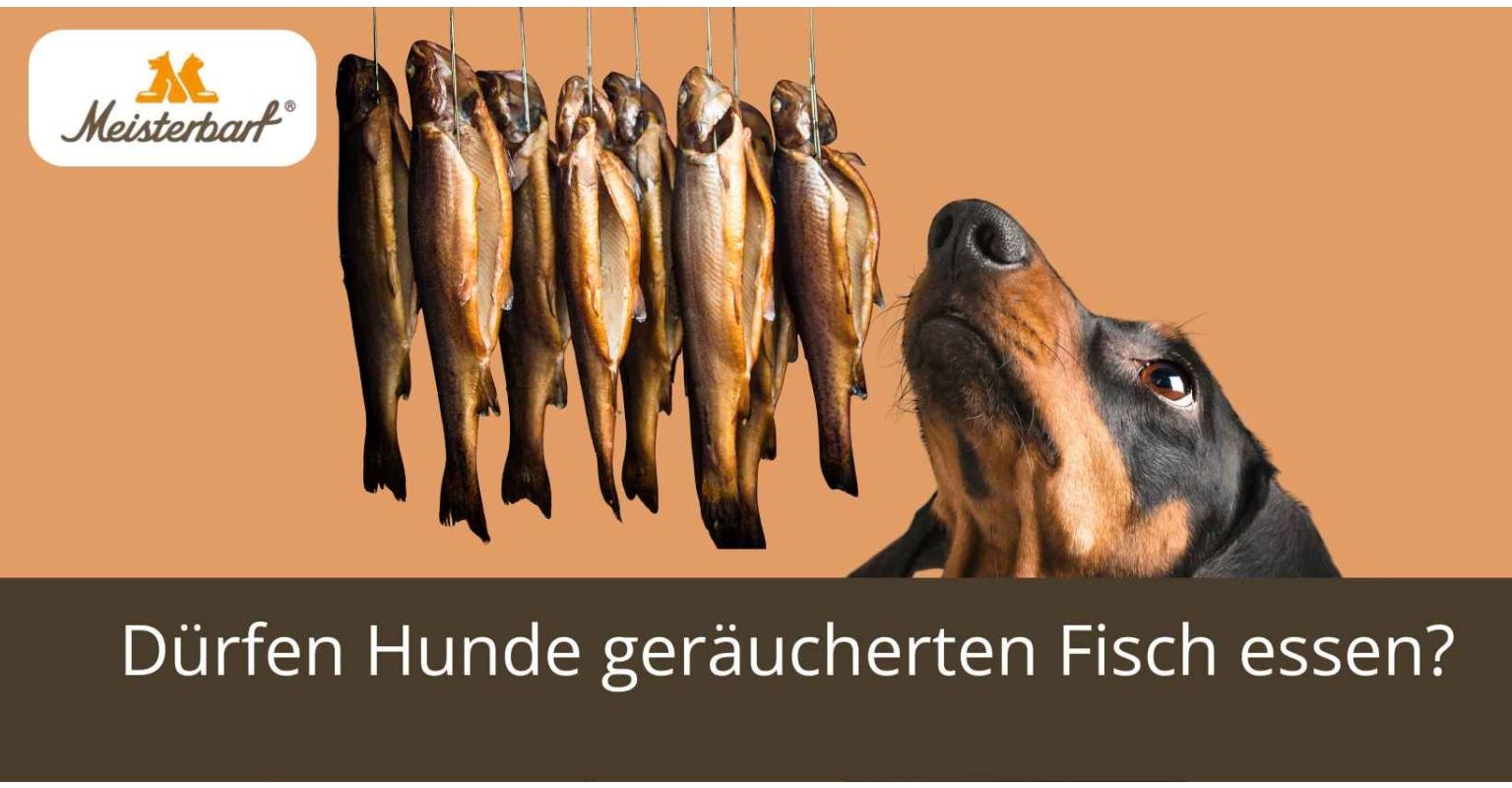 Dürfen Hunde geräucherten Fisch essen?