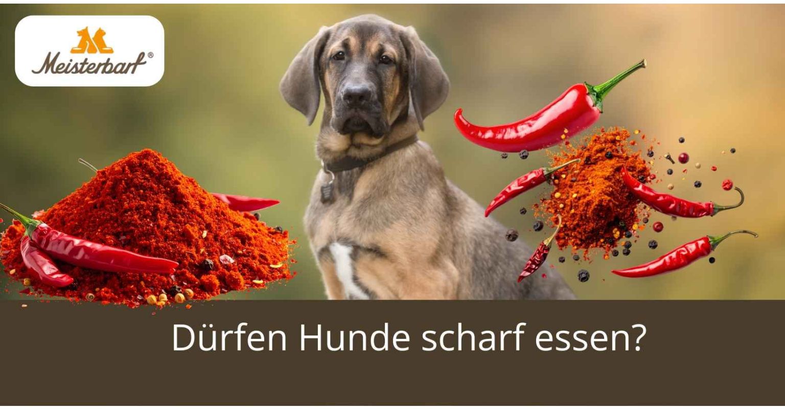 Dürfen Hunde scharf essen?