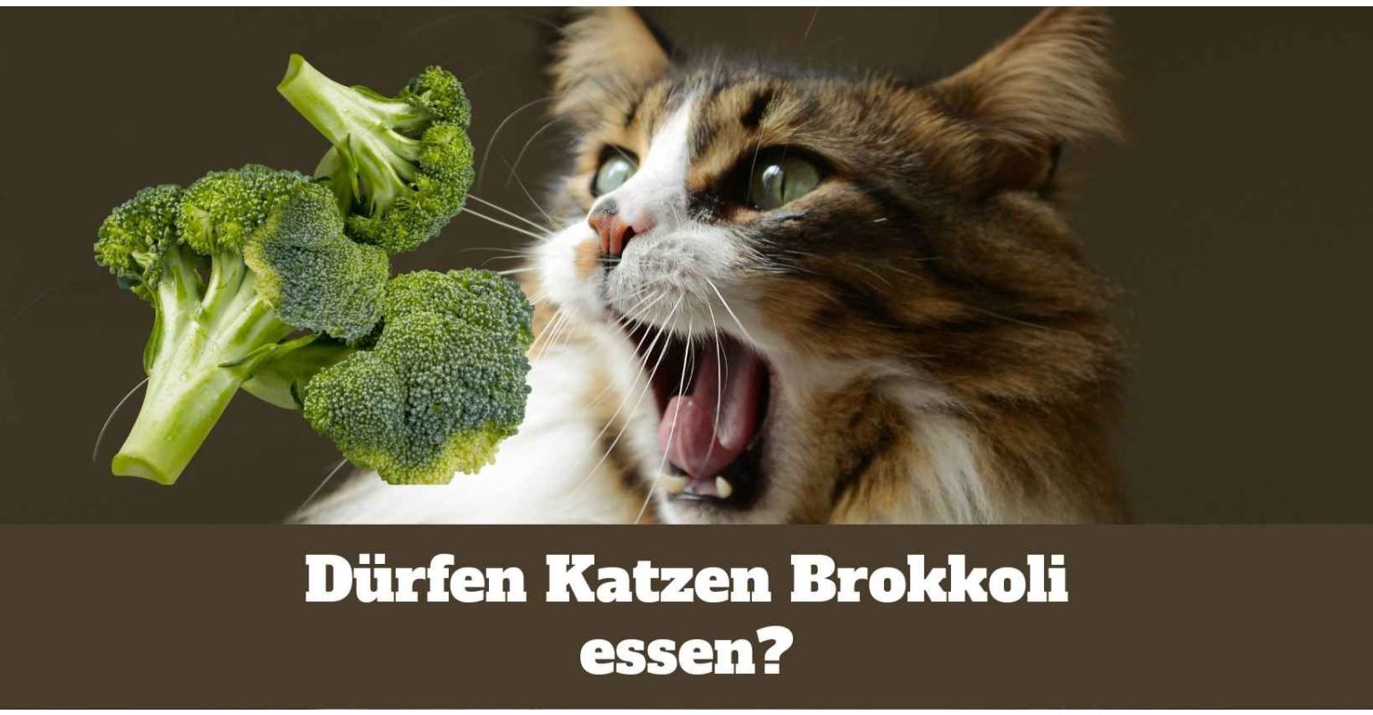 Auf dem Bild ist eine Katze zu sehen. Neben der Katze ist Brokkoli.