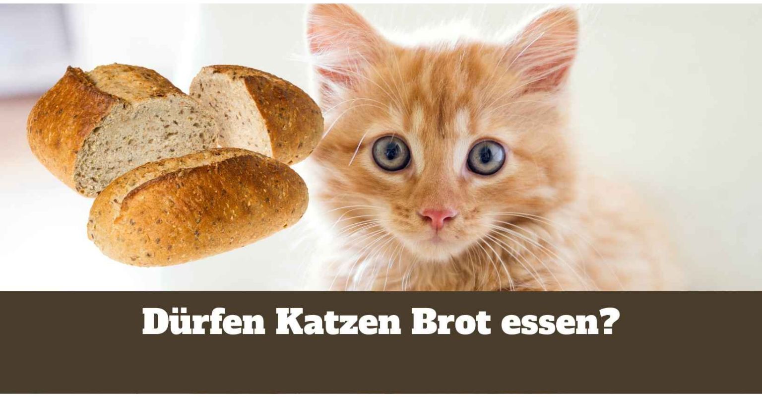 dieses Bild zeigt Brot, das Katzen essen dürfen