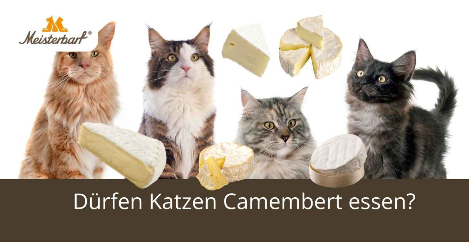 Dürfen Katzen Camembert essen?