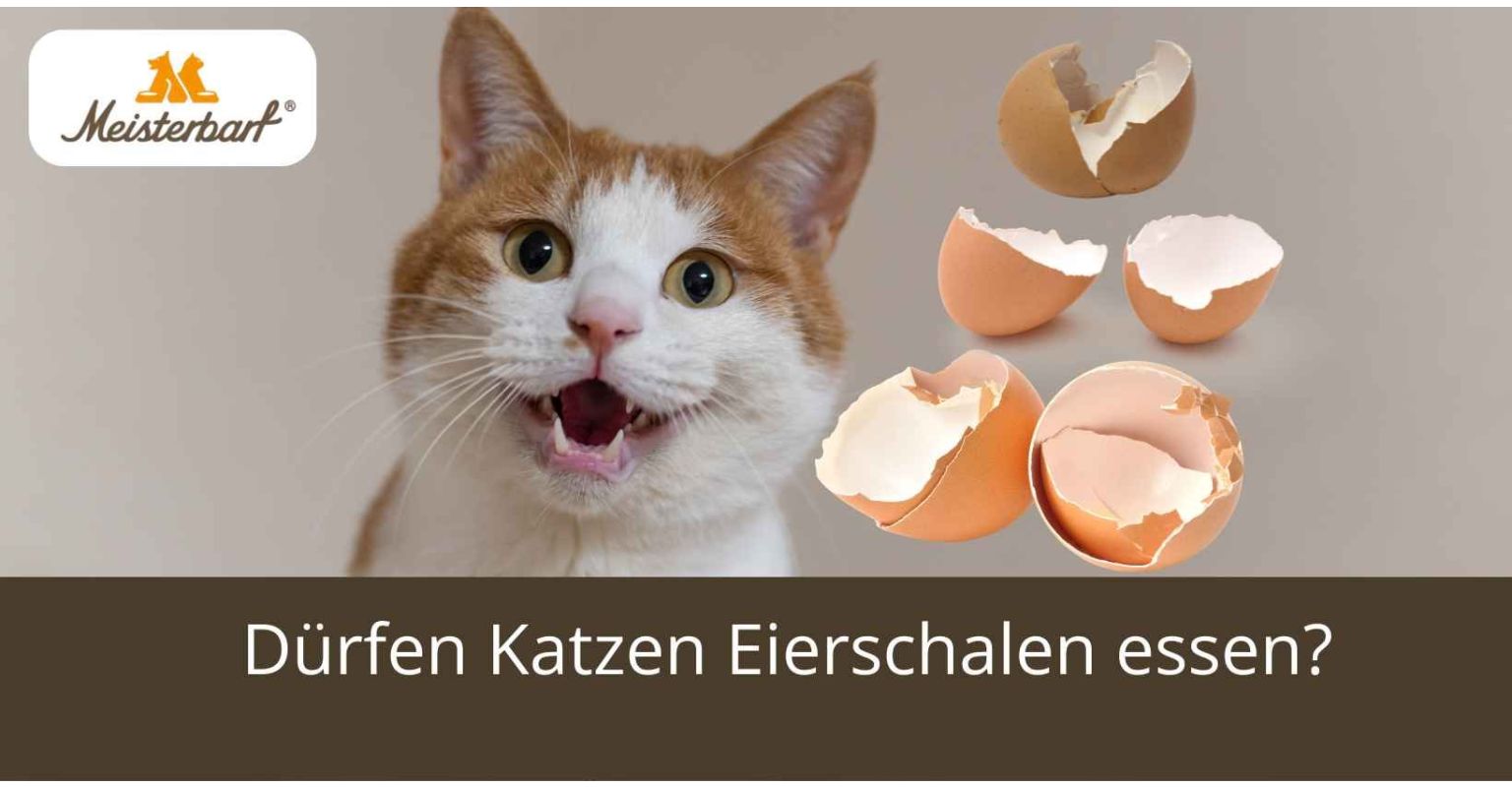 Dürfen Katzen Eierschalen essen?