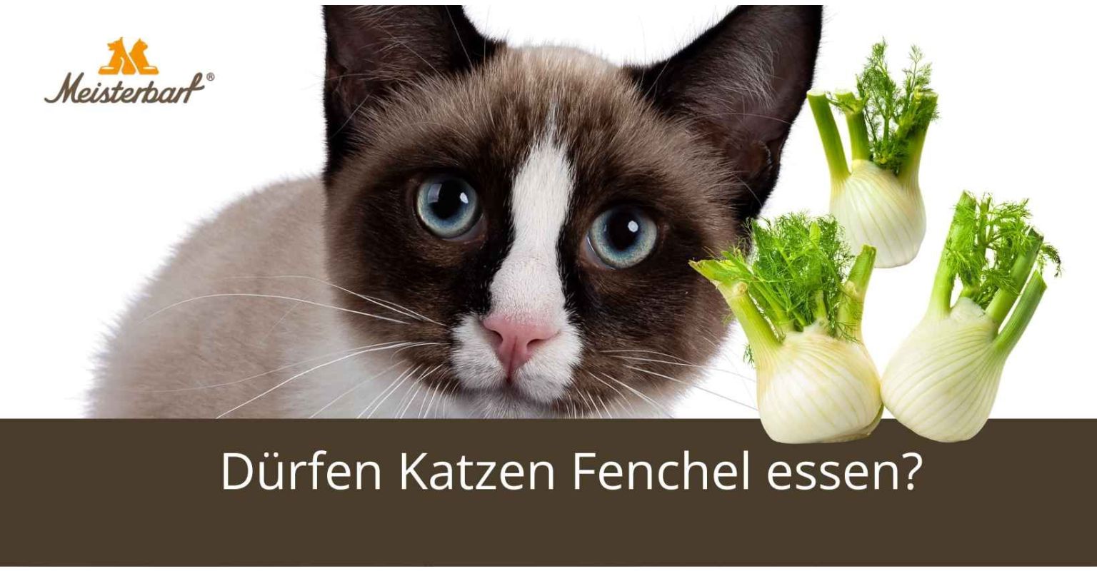 Dürfen Katzen Fenchel essen?