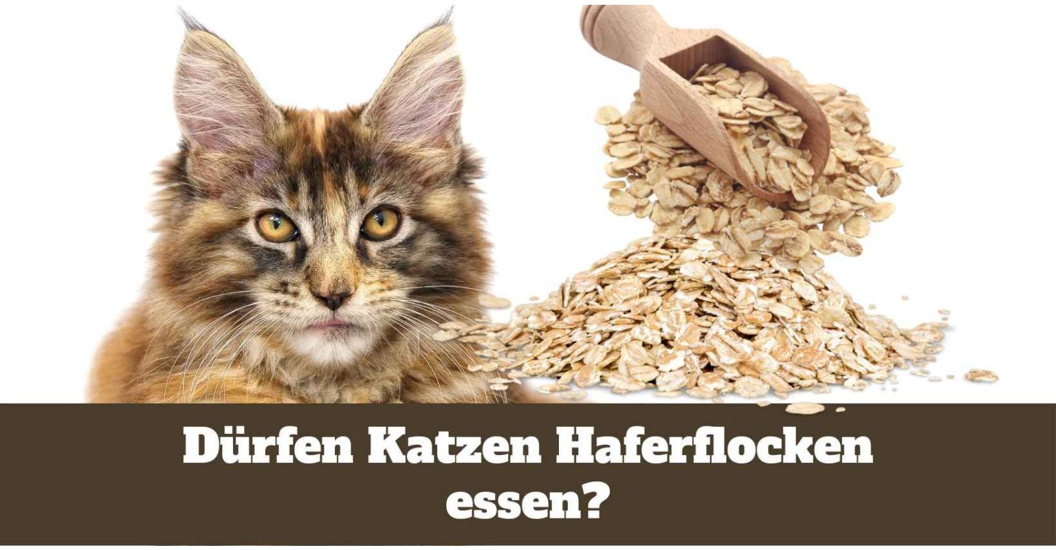 Auf dem Bild ist eine Katze zu sehen. Neben ihr befinden sich Haferflocken.