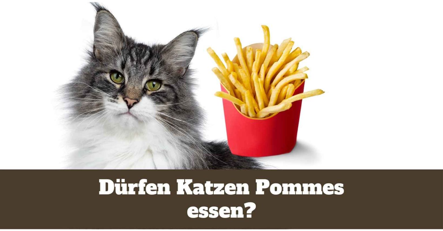 Auf dem Bild ist eine Katze. Neben ihr sind Pommes