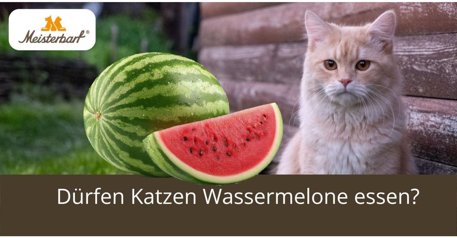 Dürfen Katzen Wassermelone essen?