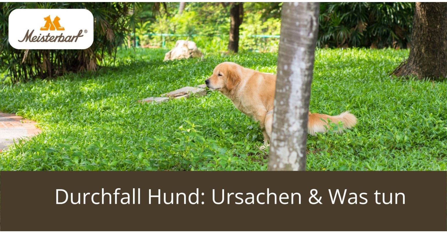 Auf dem Bild ist ein Hund zu sehen, der Durchfall hat. 
