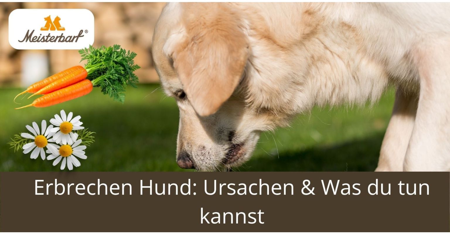 Auf dem Bild ist ein Hund zu sehen, der erbricht. 