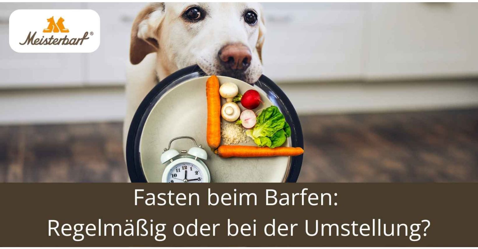 Fasten beim Barfen: Regelmäßig oder bei der Umstellung?