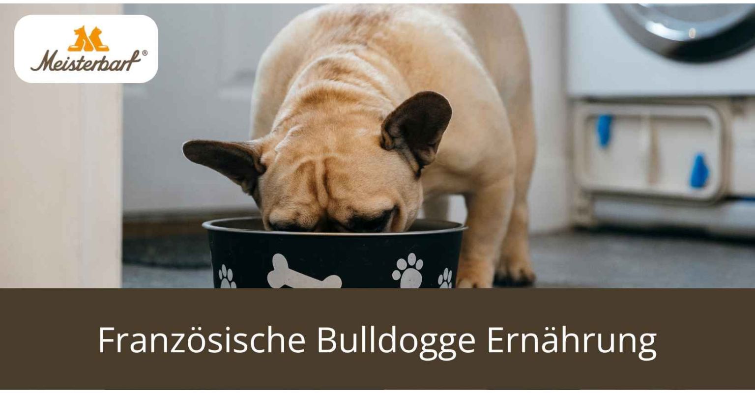 Dieses Bild zeigt die Französische Bulldogge Ernährung