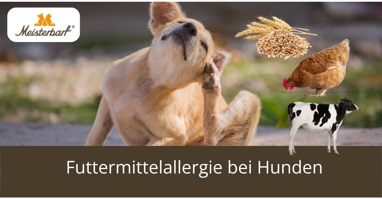 Futtermittelallergie bei Hunden: Symptome, Test und was füttern?