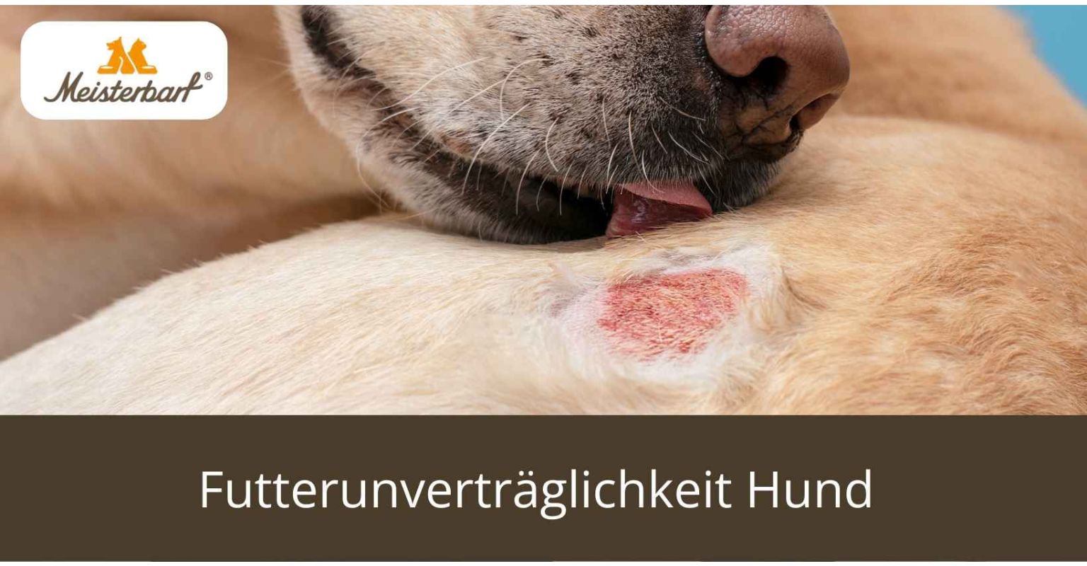 Auf diesem Bild sieht man einen Hund mit Symptomen einer Futterunverträglichkeit.
