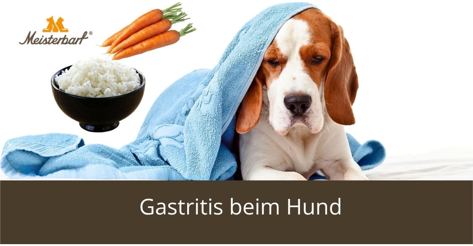 Auf dem Bild ist ein Hund mit Gastritis zu sehen. 