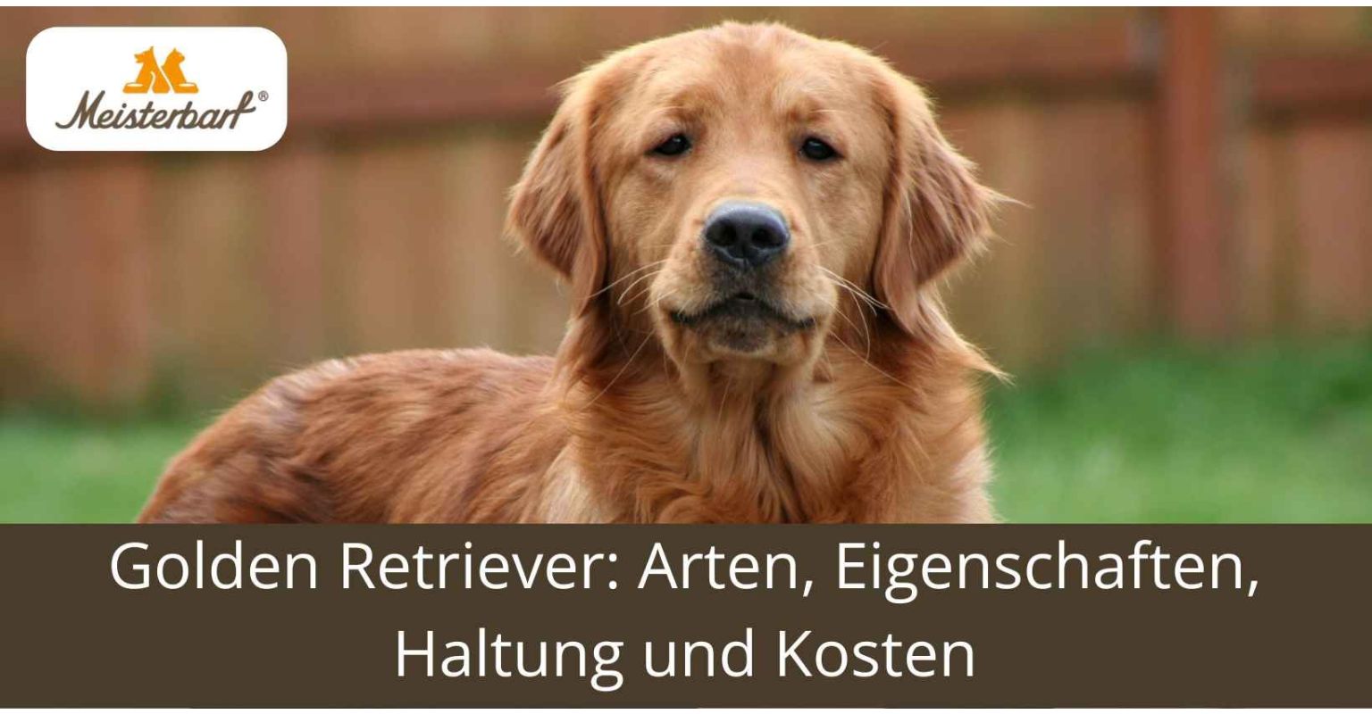 Golden Retriever: Arten, Eigenschaften, Haltung und Kosten
