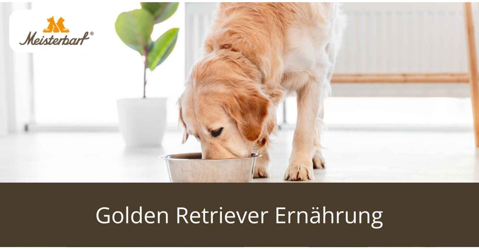 Dieses Bild zeigt die Golden Retriever Ernährung