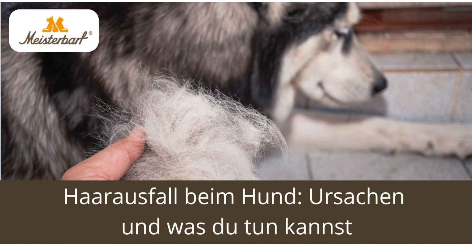 Haarausfall beim Hund: Ursachen und was du tun kannst