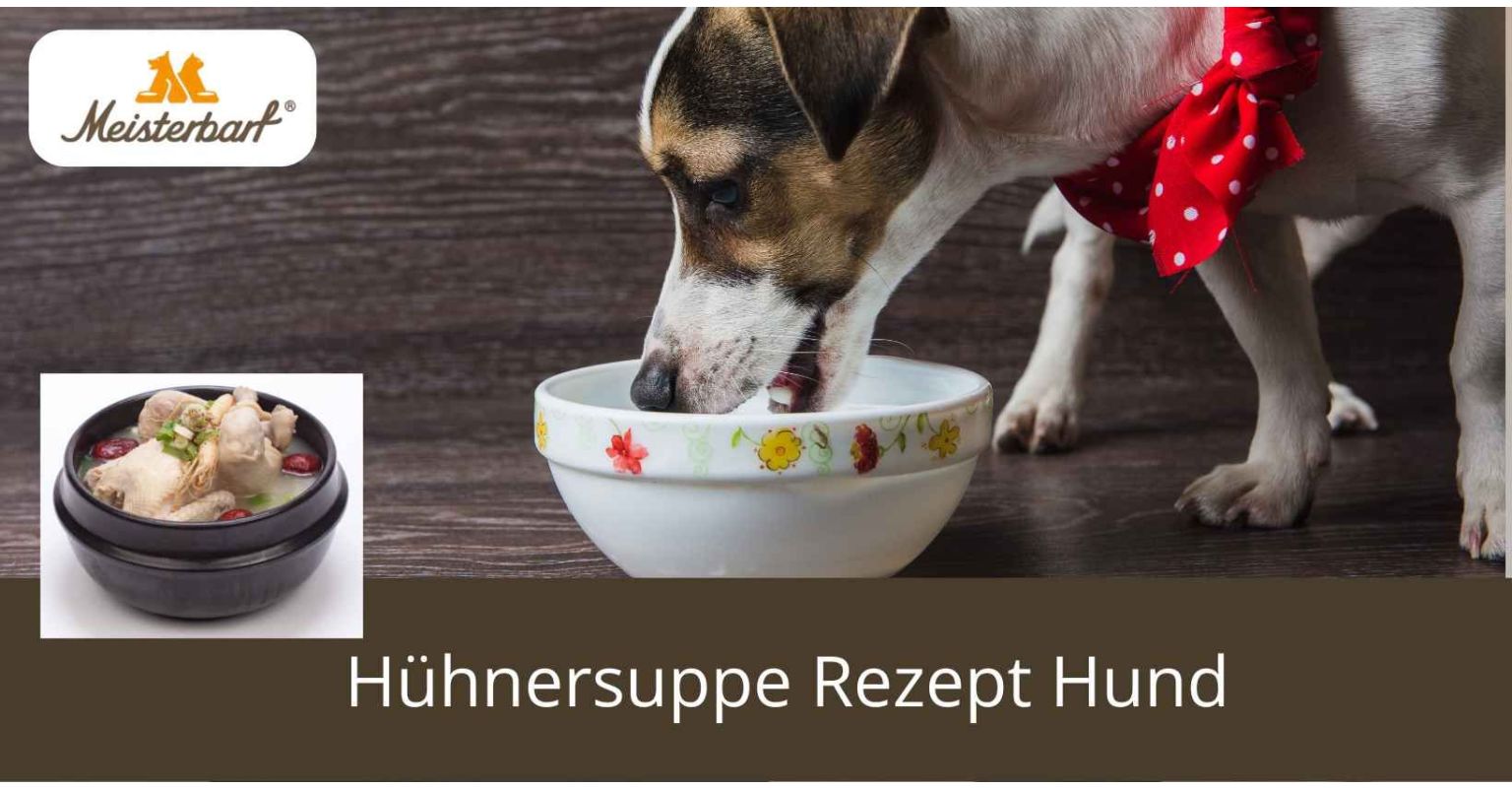 Hühnersuppe Rezept Hund