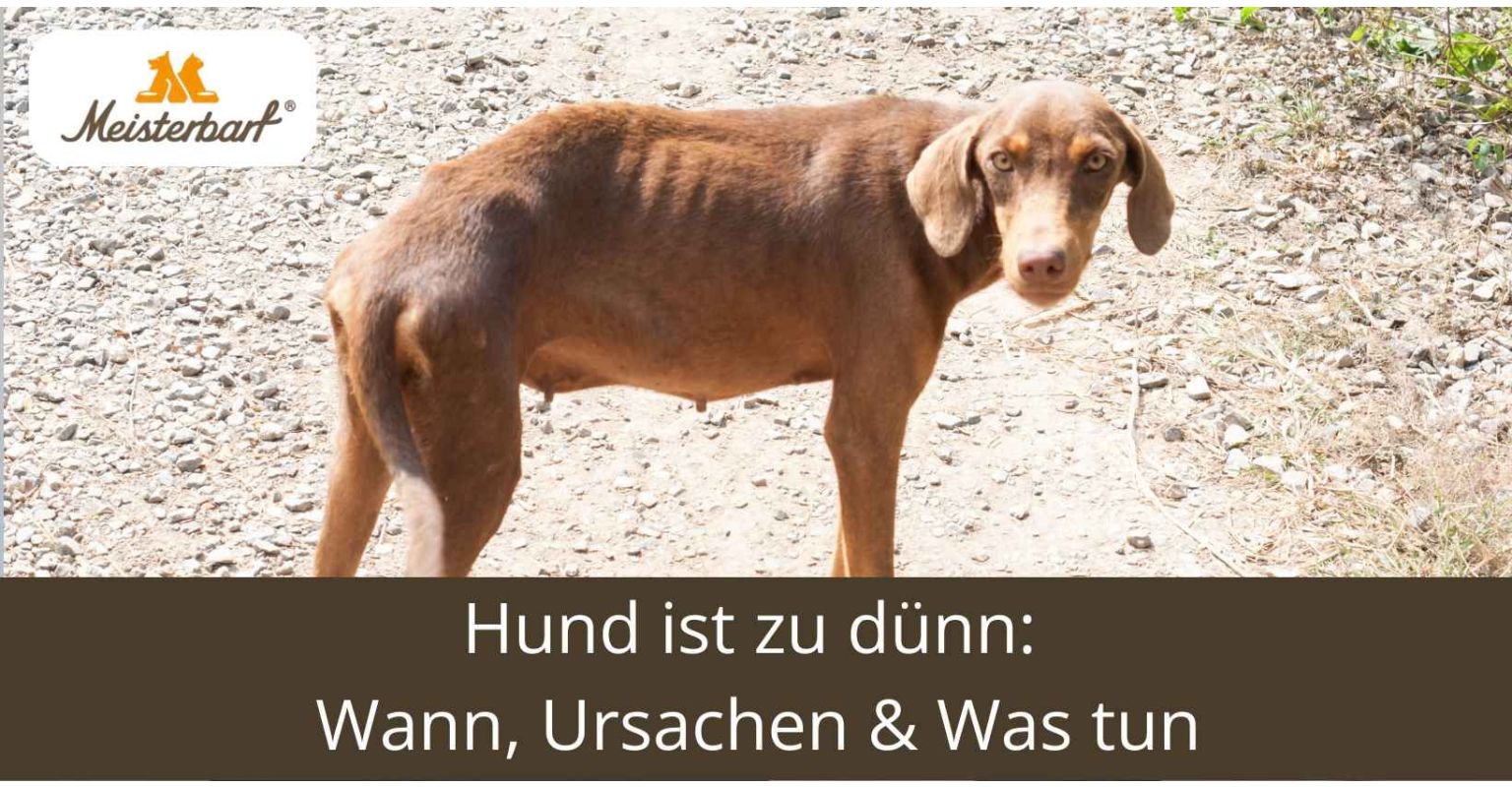 Hund ist zu dünn: Wann, Ursachen & Was tun