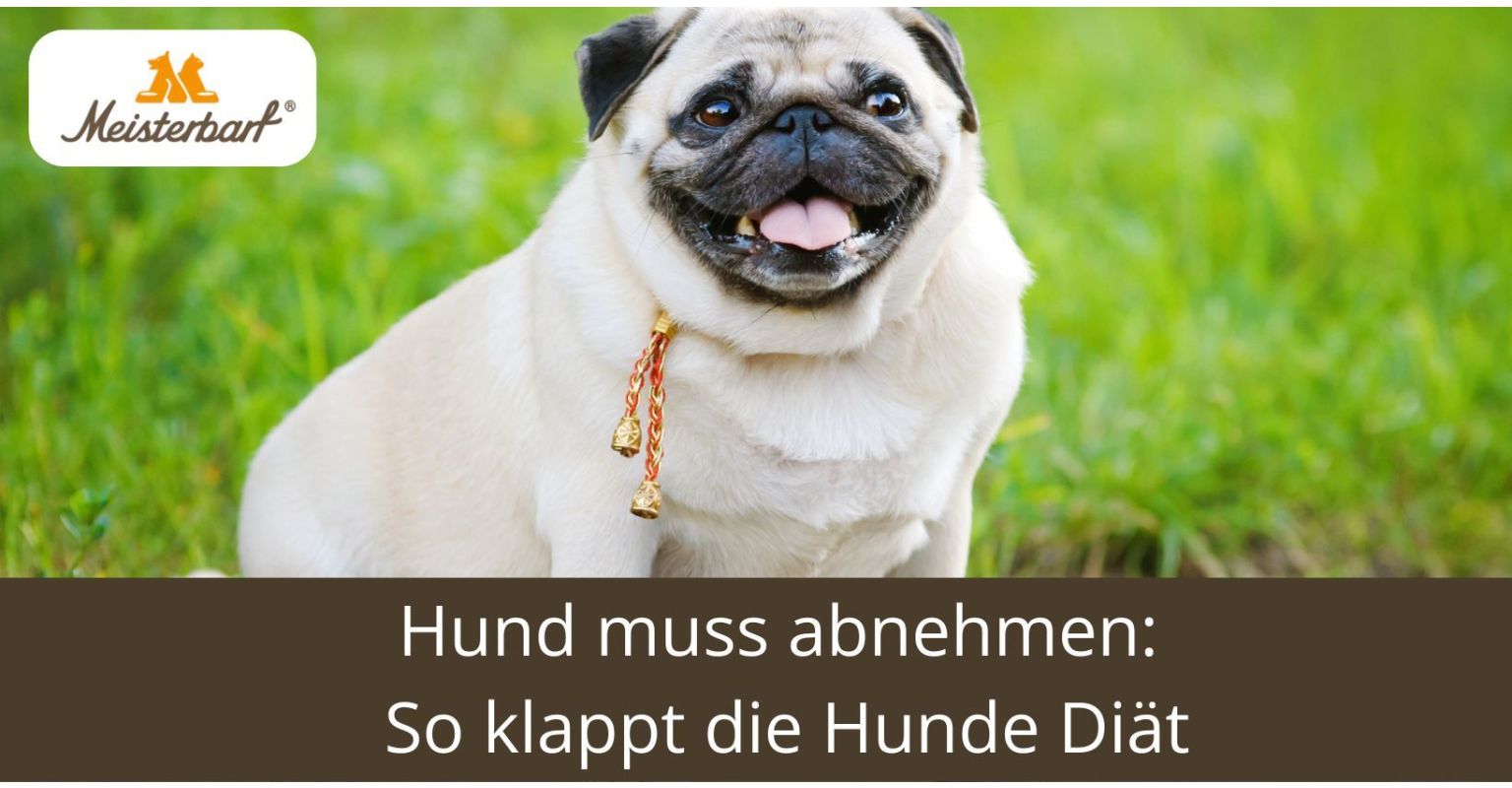 Hund muss abnehmen: So klappt die Hunde Diät