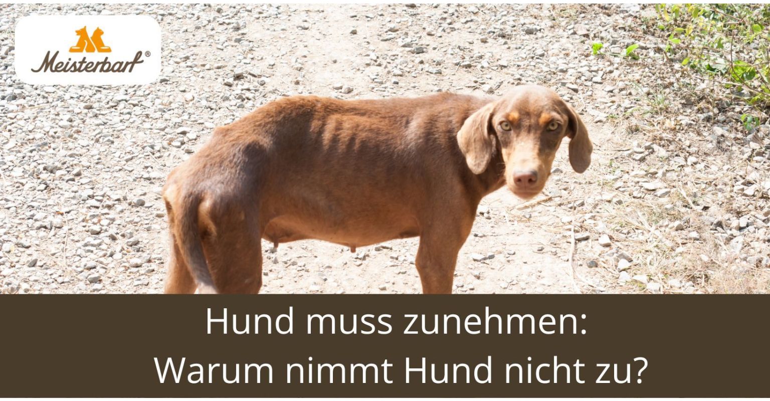 Hund muss zunehmen: Warum nimmt mein Hund nicht zu?