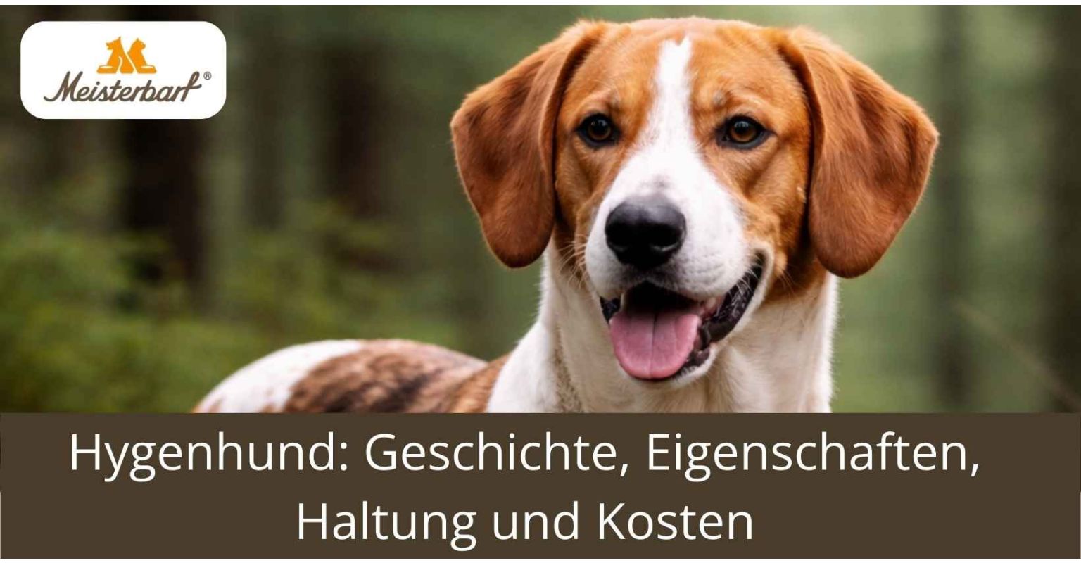 Hygenhund: Geschichte, Eigenschaften, Haltung und Kosten