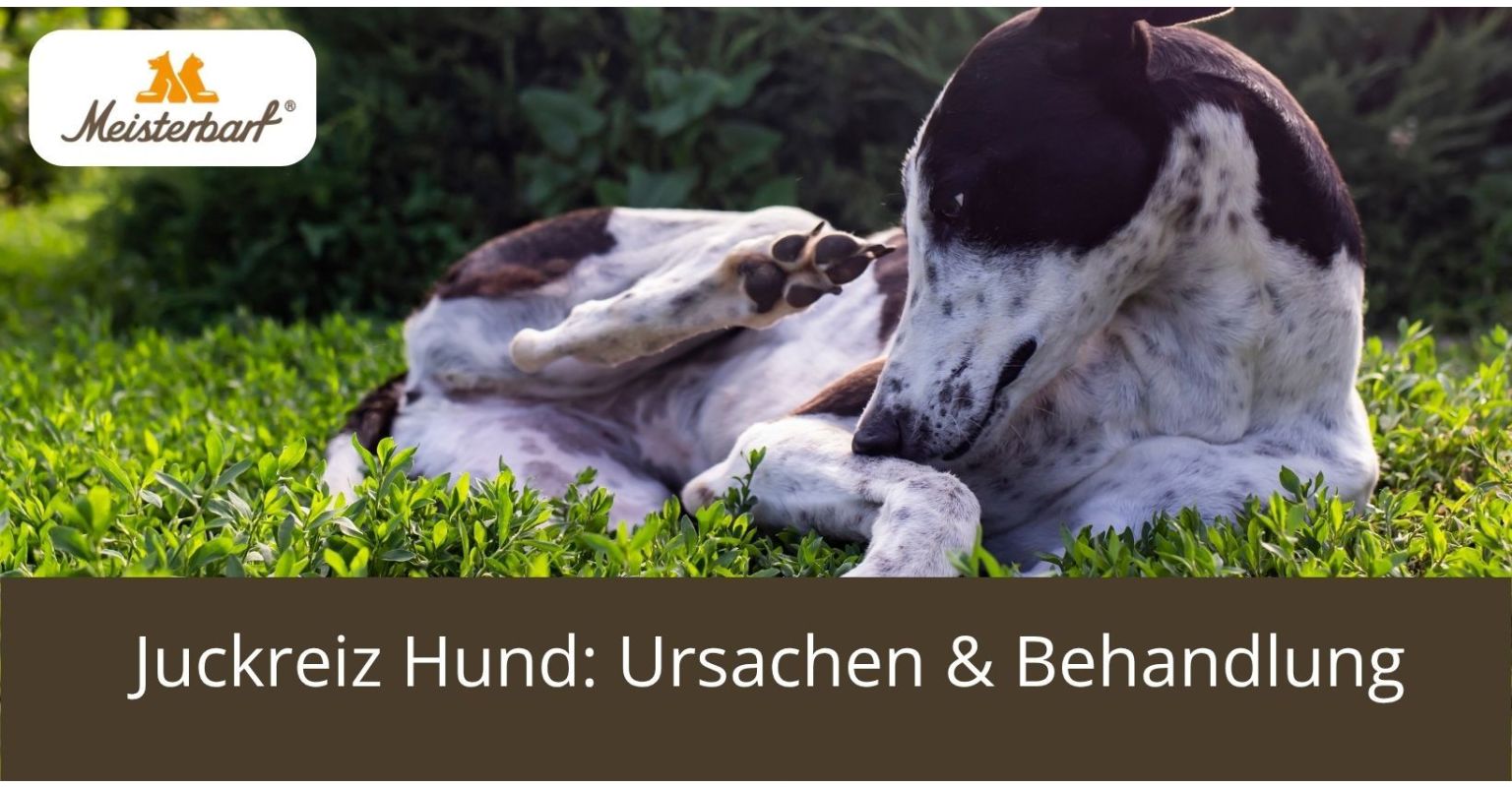 Auf dem Bild ist ein Hund mit Juckreiz zu sehen. 