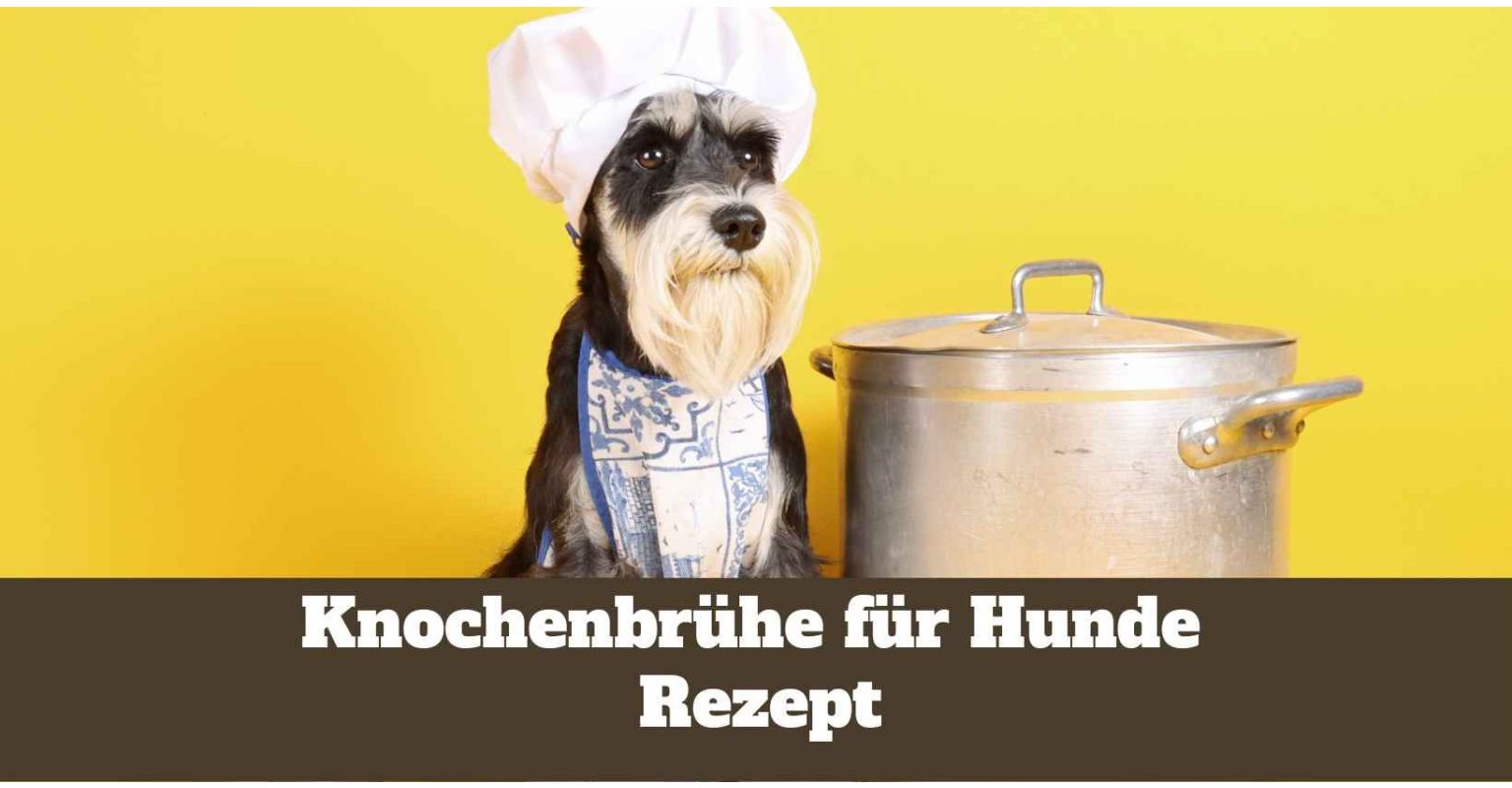Auf diesem Bild ist ein Kochtopf mit Knochenbrühe für Hunde zu sehen.