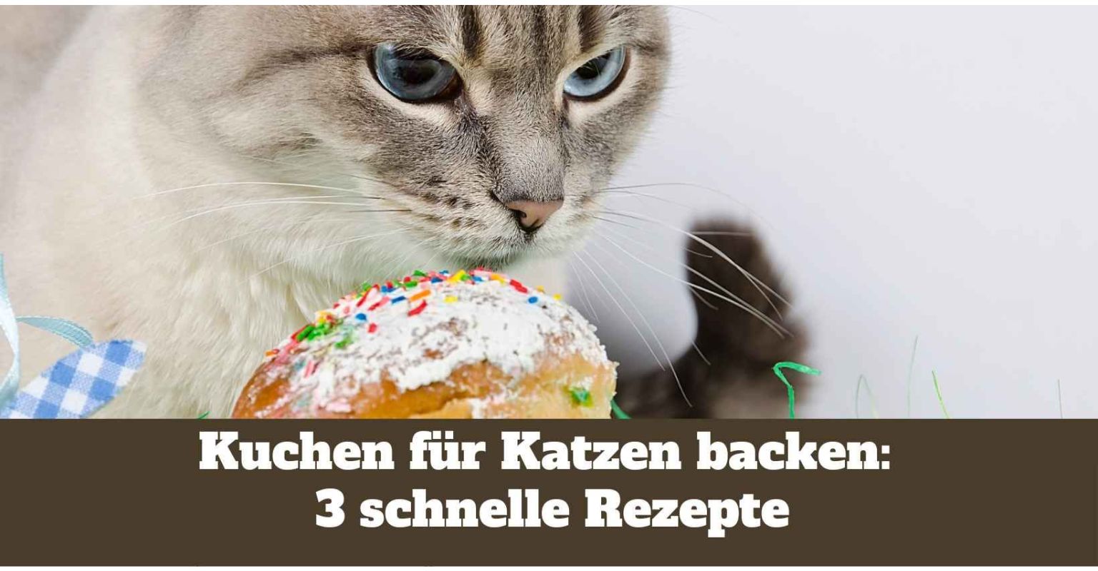 Auf diesem Bild sieht man eine Katze mit gebackenem Kuchen.