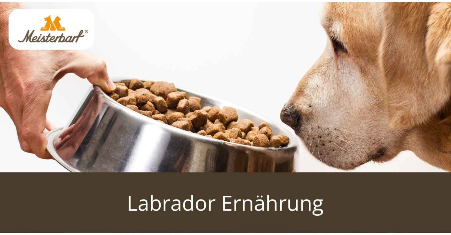 Dieses Bild zeigt die Labrador Ernährung
