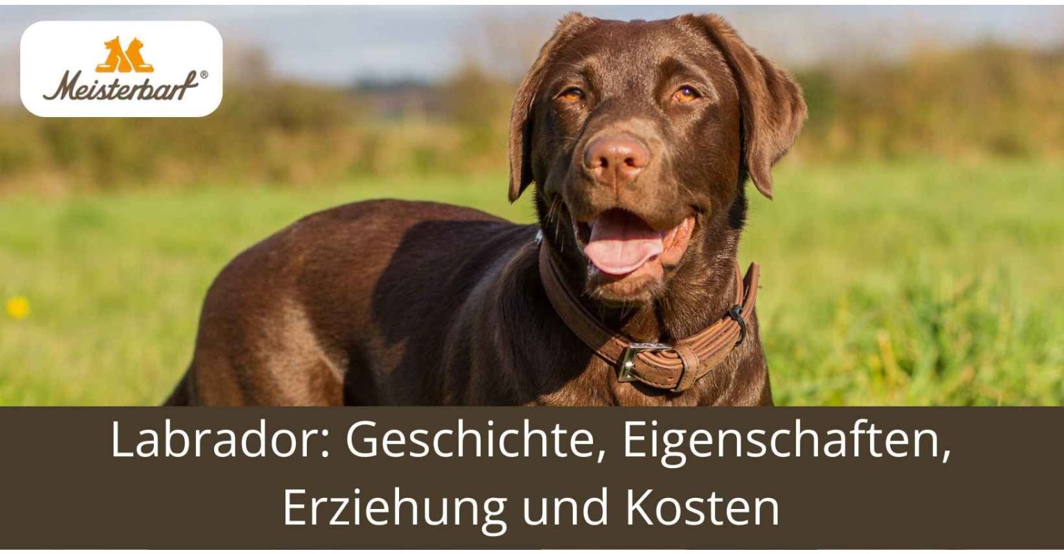 Labrador: Geschichte, Eigenschaften, Erziehung und Kosten