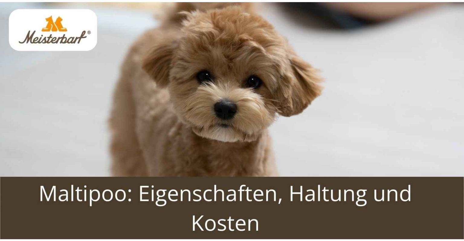 Maltipoo: Eigenschaften, Haltung und Kosten