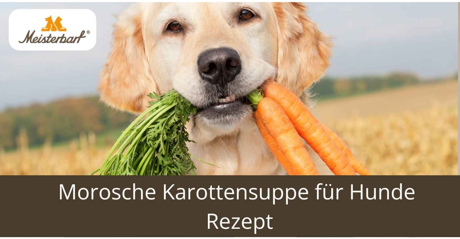 Auf diesem Bild ist ein Hund zu sehen, der sich auf Morosche Karottensuppe freut.