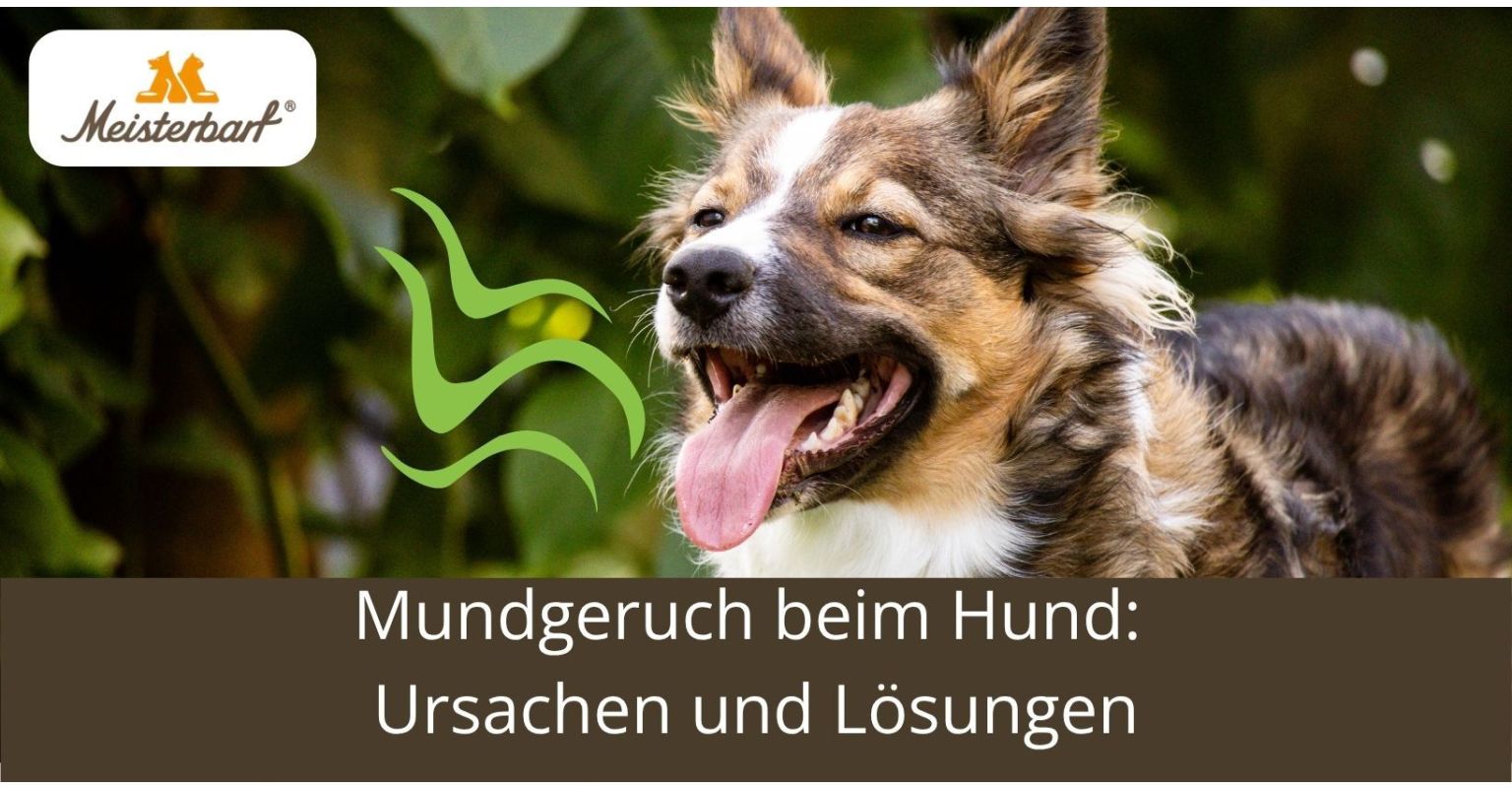 Mundgeruch beim Hund: Ursachen und Lösungen