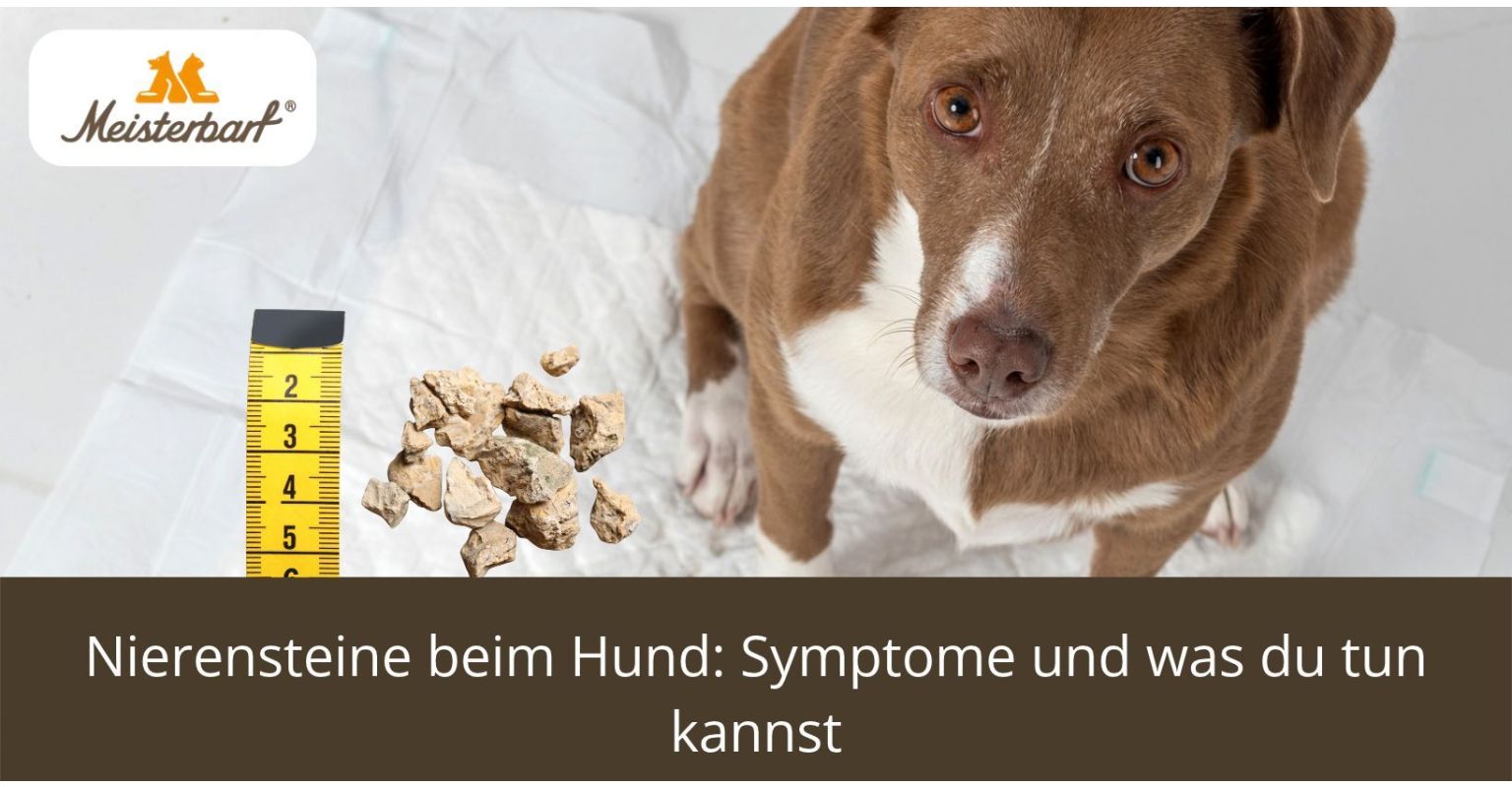 Auf dem Bild ist ein Hund mit Nierensteinen zu sehen.