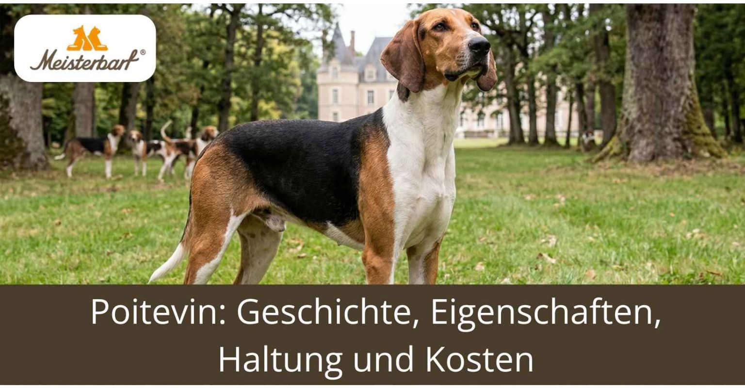 Poitevin: Geschichte, Eigenschaften, Haltung und Kosten