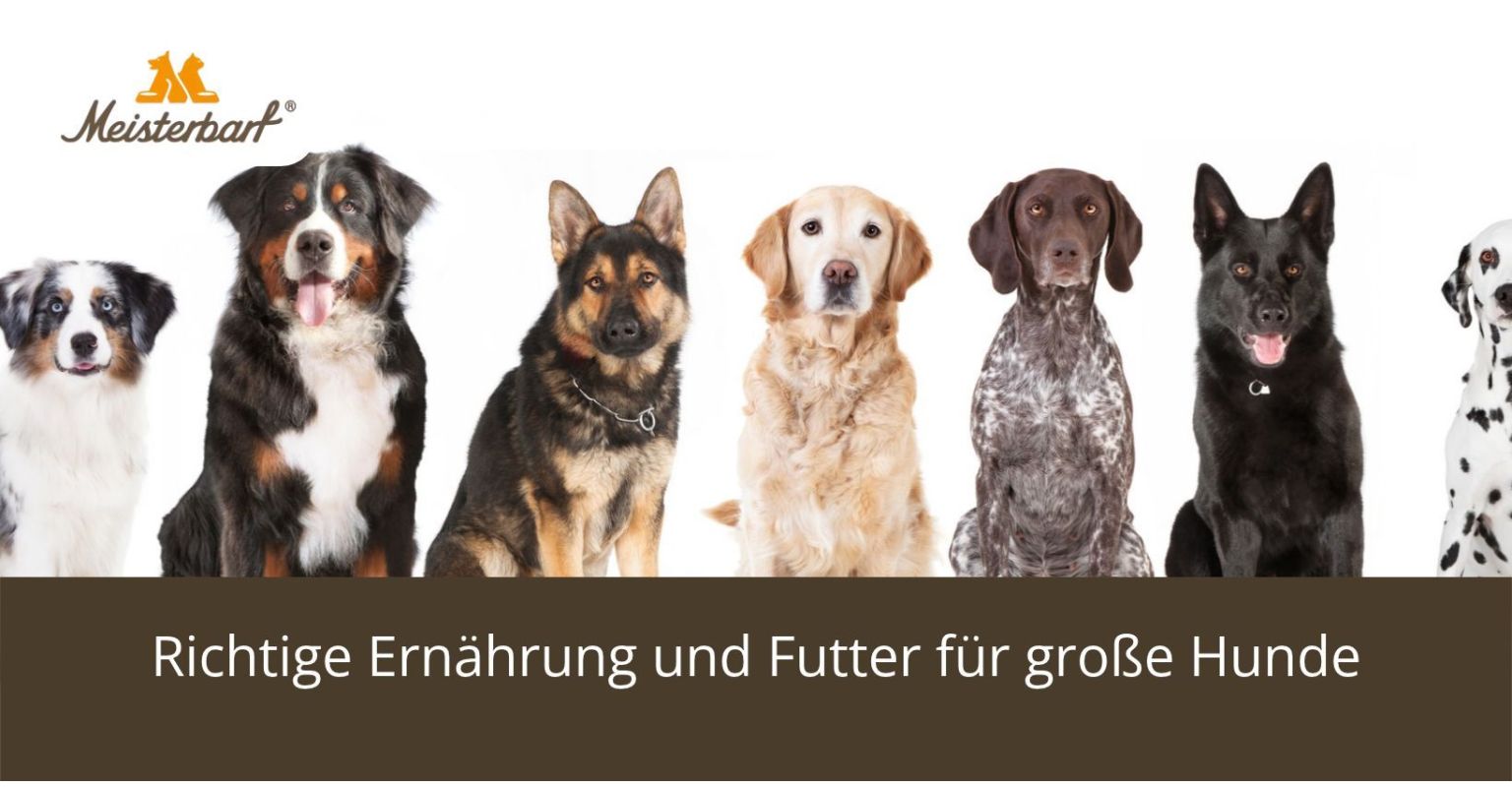 Auf dem Bild sind große ein Hunde zu sehen.