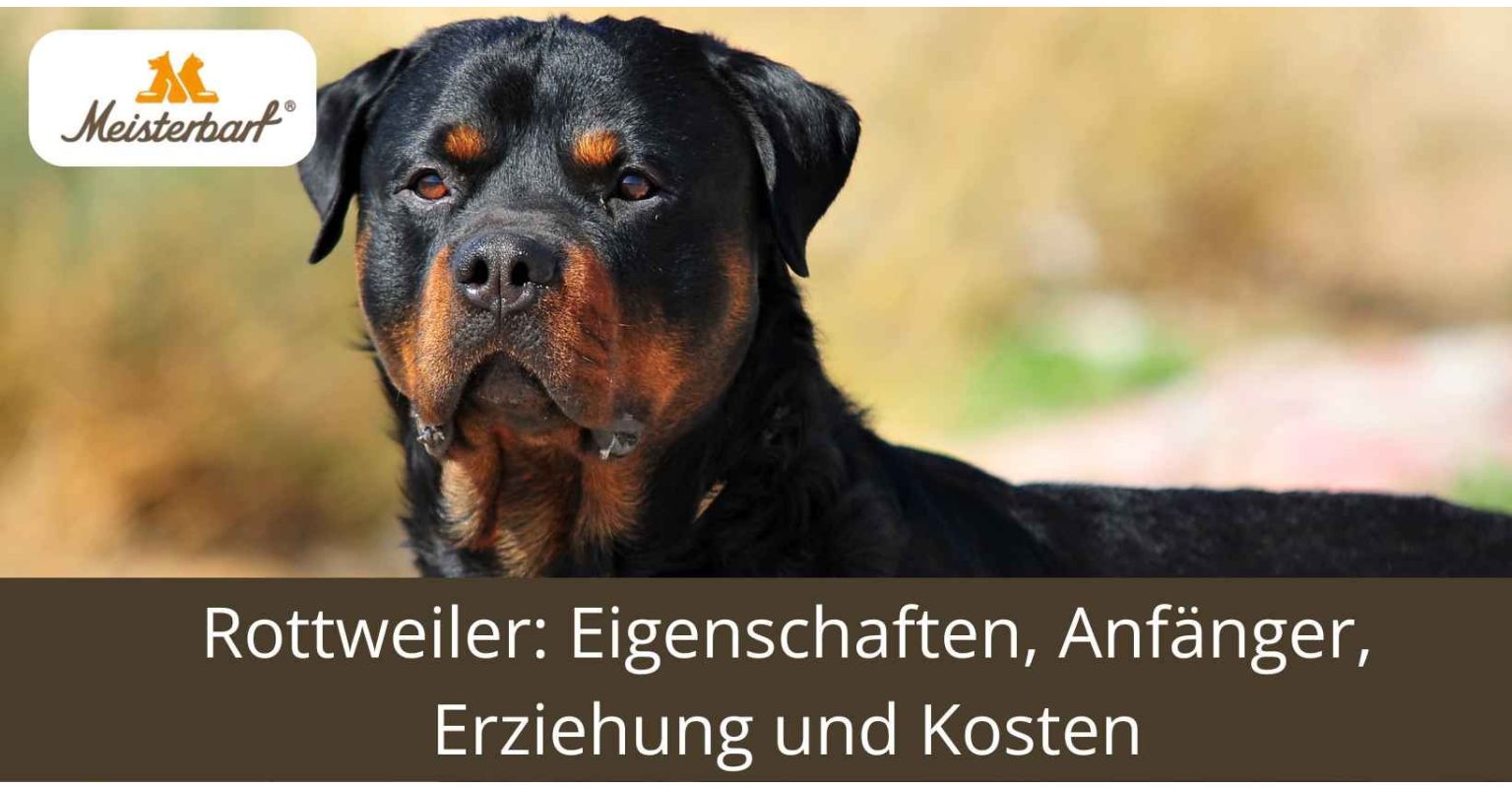 Auf dem Bild ist ein Rottweiler zu sehen.