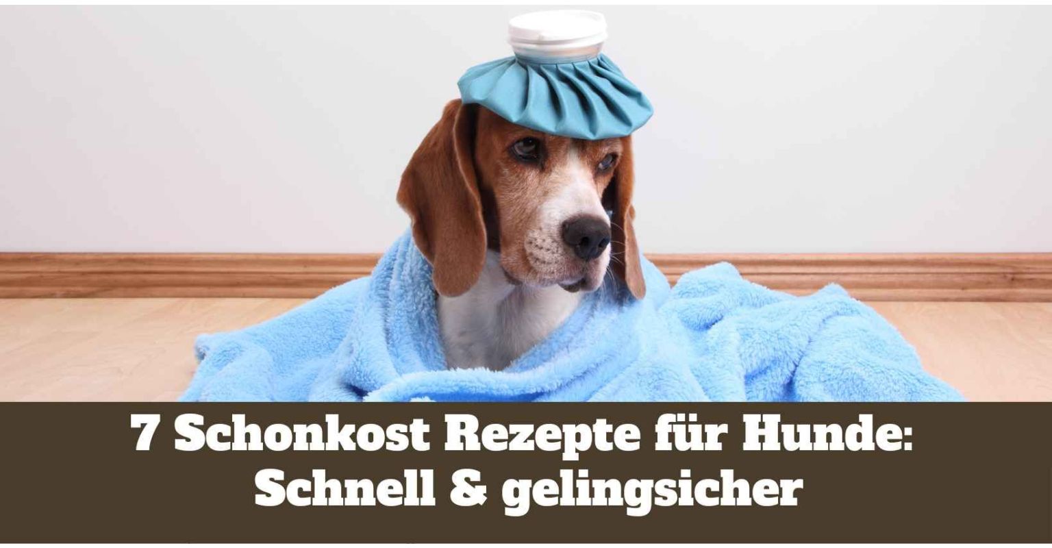 7 Schonkost Rezepte für Hunde: Schnell & gelingsicher