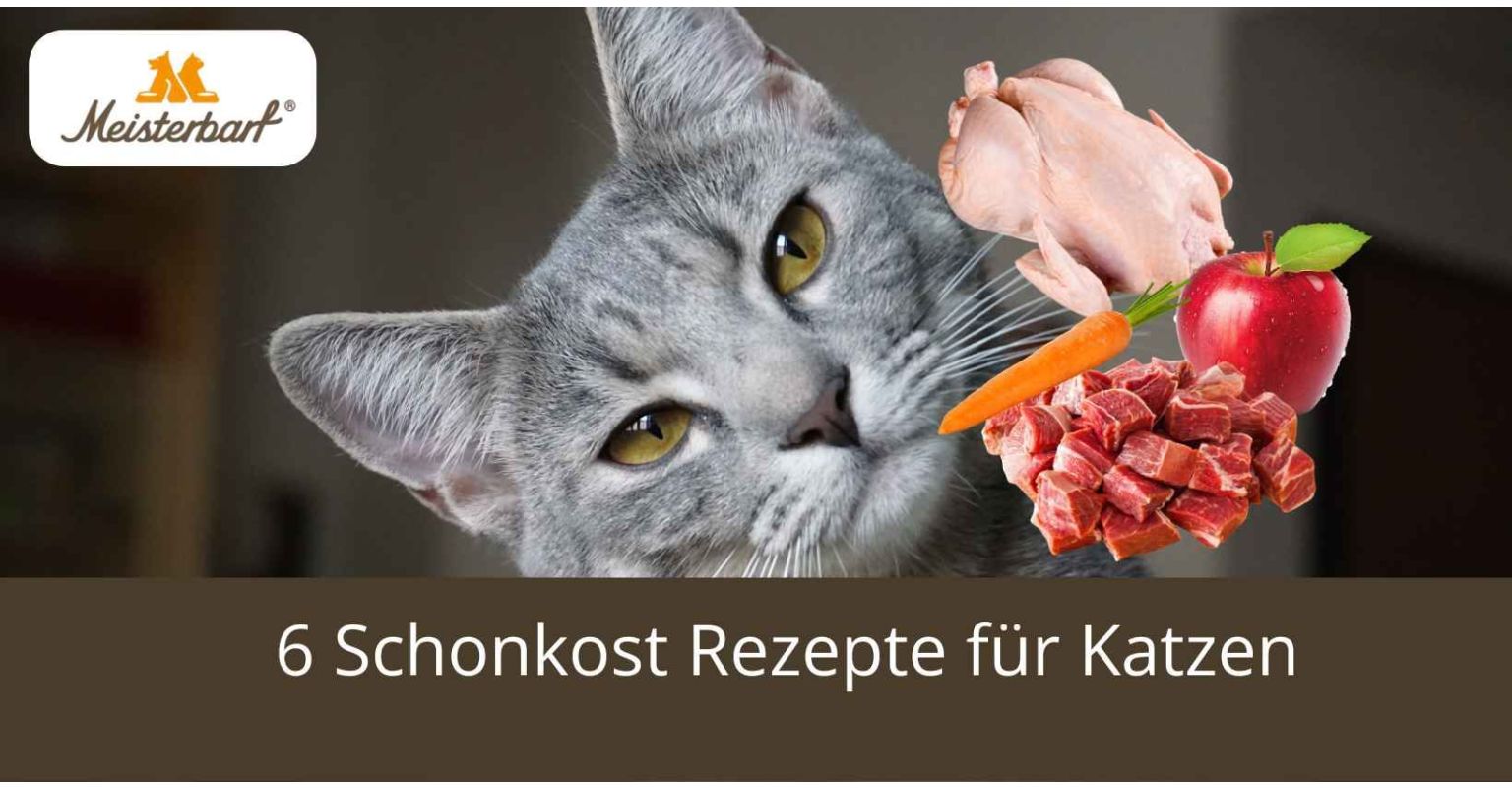 6 Schonkost Rezepte für Katzen: einfach und schnell