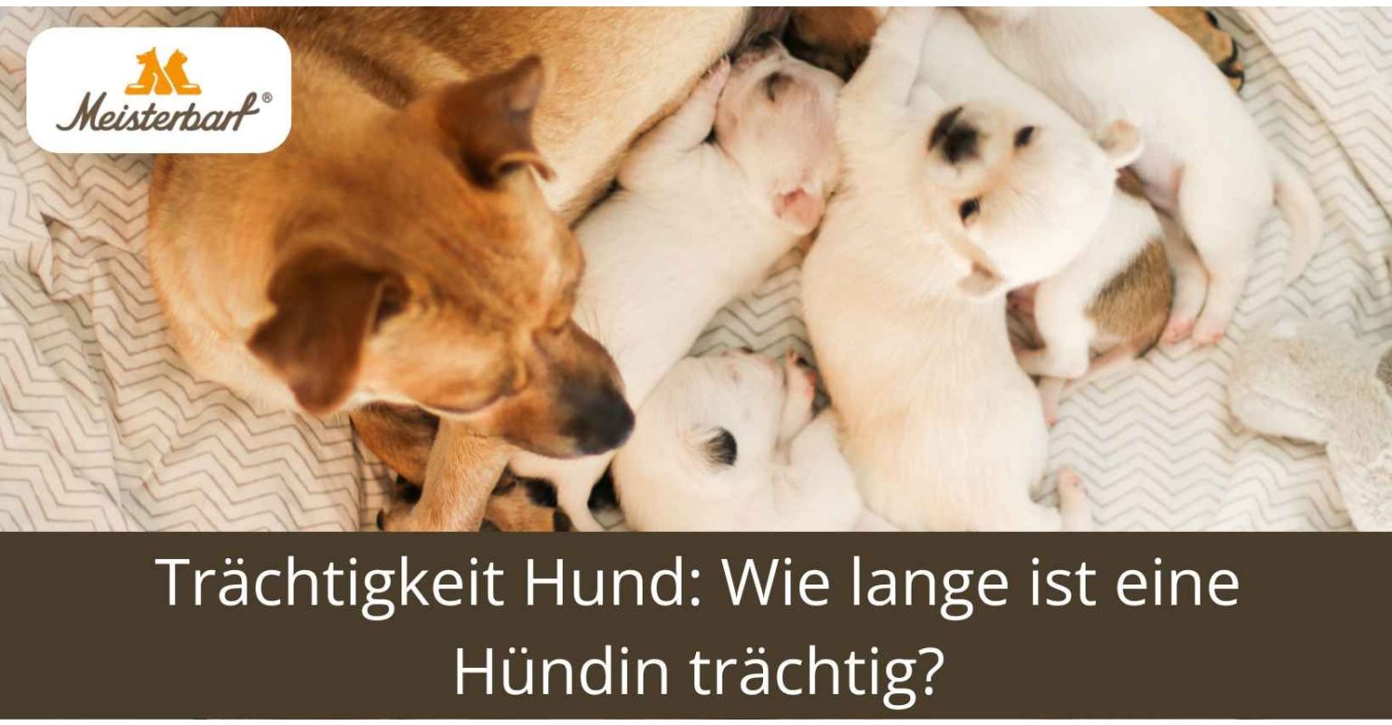 Trächtigkeit Hund: Wie lange ist eine Hündin trächtig?