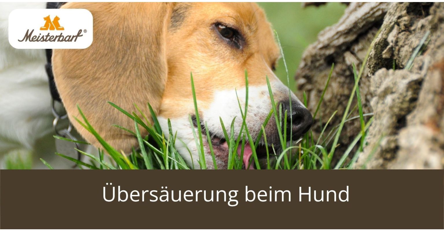 Auf dem Bild ist ein Hund zu sehen, der übersäuert ist und Gras frisst.