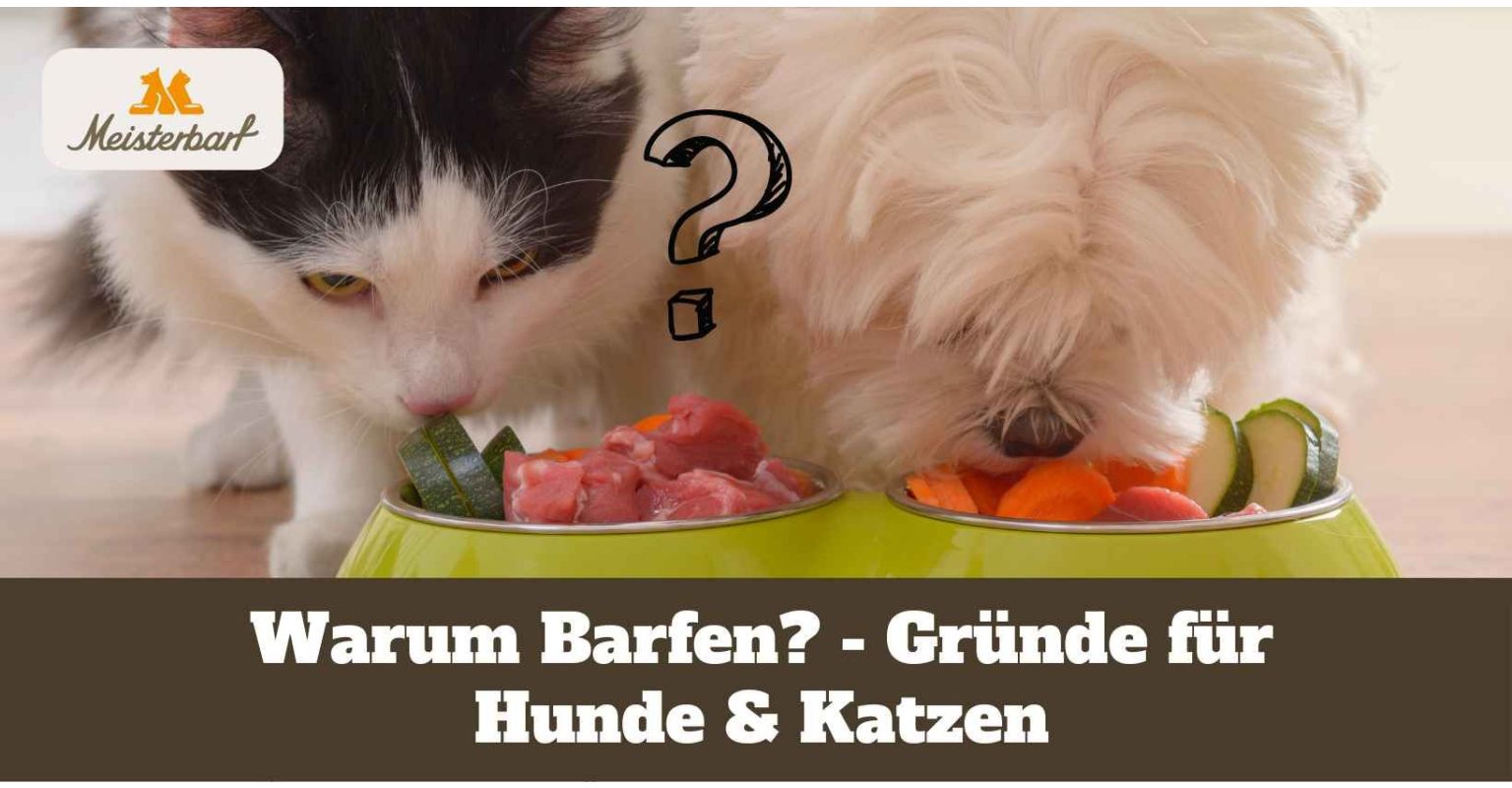 Warum Barfen? - 9 Gründe für Hunde & Katzen